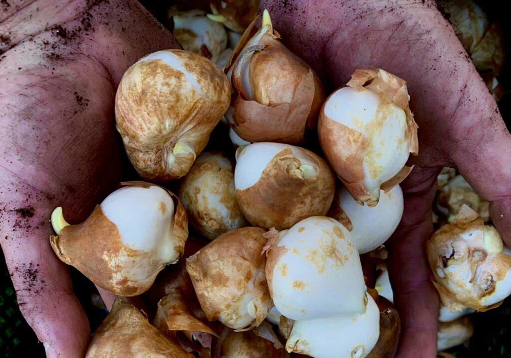 mano che mostra una manciata di di bulbi utilizzati per la costruzione dei giardini a bedano