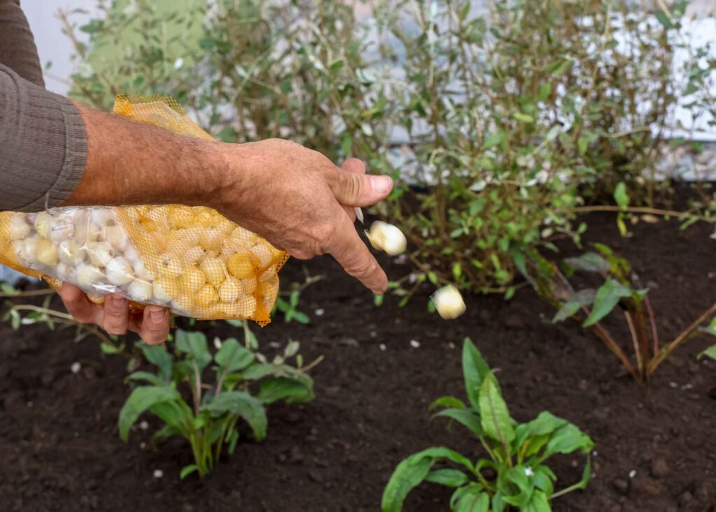 collaboratore mentre semina i bulbi durante la costruzione di alcuni giardini a lugano