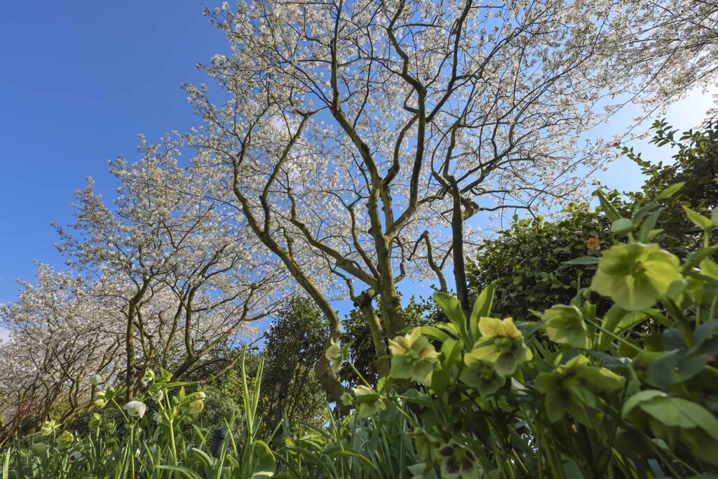 esempio di lavori di potatura alberi e arbusti a bedano